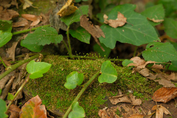 green moss on the ground