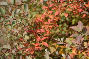 Red, purple and green autumnal foliage in Spiraea vanhouttei in mid October