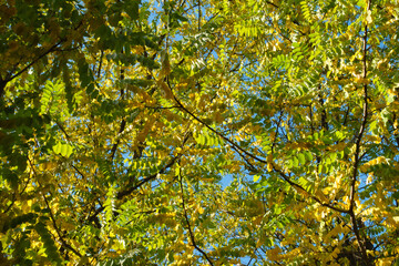 Yellow and green autumnal foliage of Robinia pseudoacacia against blue sky in mid October