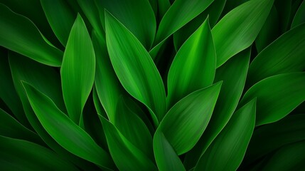 Obraz premium Vibrant Green Leaves Texture with Natural Pattern and Detailed Leaf Close-up