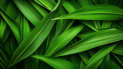 Obraz premium Detailed Close-Up of Green Leaf Layers for a Fresh, Nature-Inspired Background