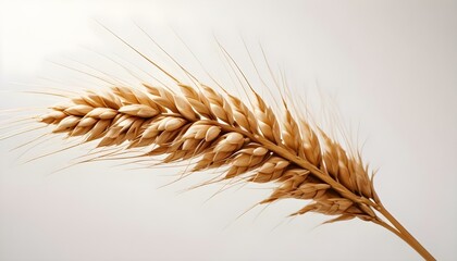 a single golden wheat ear with a close-up on its grains, against a striking white background create with ai
