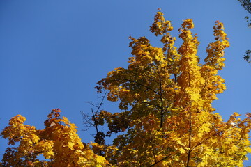 Azure blue sky and autumnal foliage of Norway maple in October