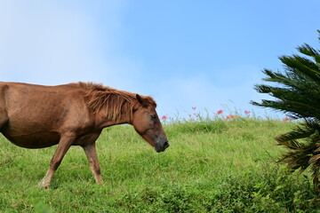Naklejka premium 宮崎県 都井岬の野生の馬 御崎馬