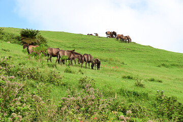 宮崎県　都井岬の野生の馬　御崎馬