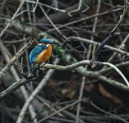 Kingfisher on a Branch in Dense Forest