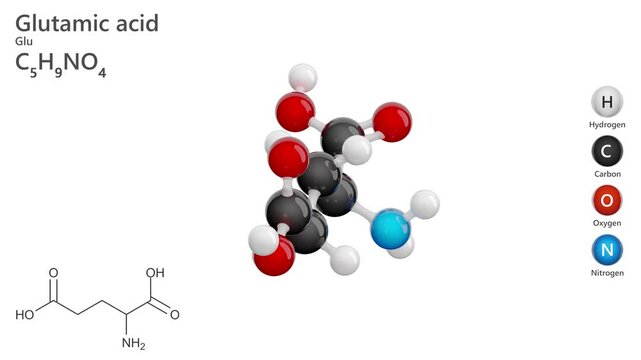 Glutamic Acid or Glu. Non-essential amino acid. Animated 3D model of a molecule. Molecular formula: C5H9NO4. Chemical model: Ball and stick. White background. 3D rendering. Seamless loop.