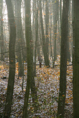 Grandparents walking through a snowy late autumn forest with bright prange leafs, North Rhine-Westphalia, Germany