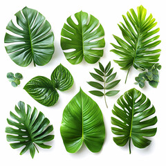 Fototapeta premium Tropical leaves on a white background, realistic studio photo