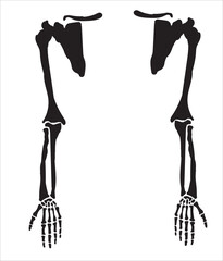 Human internal organs. Vector sketch isolated illustration.