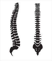 Human internal organs. Vector sketch isolated illustration.