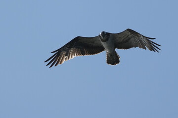 osprey is hunting a fish