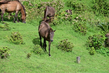 宮崎県　都井岬の野生の馬　御崎馬