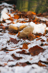 Mushrooms covered in leafs and snow, fungi, North Rhine-Westphalia, Germany