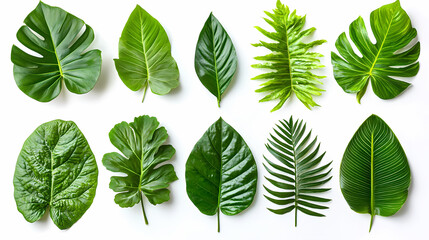 Tropical leaves on a white background, realistic studio photo