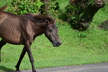 宮崎県　都井岬の野生の馬　御崎馬
