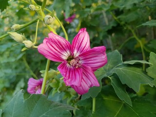 Obraz premium First Bloom