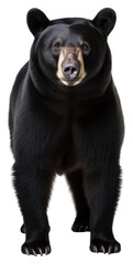Obraz premium PNG Black bear wildlife mammal animal.