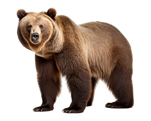 Obraz premium PNG Grizzly bear wildlife mammal animal.
