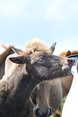 宮崎県　都井岬の野生の馬　御崎馬