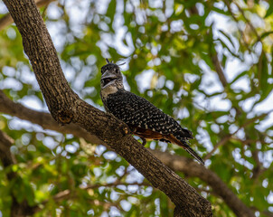 Giant Kingfisher perched on branch, Namibia