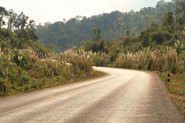 The road winding through beautiful vegegtation, plants on the Thakhek Motorbike Loop, Laos