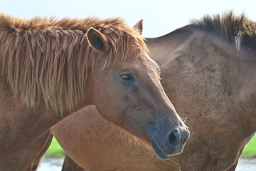 宮崎県　都井岬の野生の馬　御崎馬