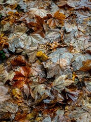 Colorful Fallen Leaves in Autumn Forest