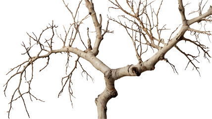 Fototapeta premium dead tree on a white