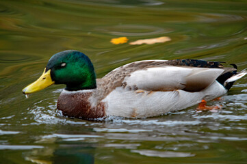 Ente auf dem Wasser