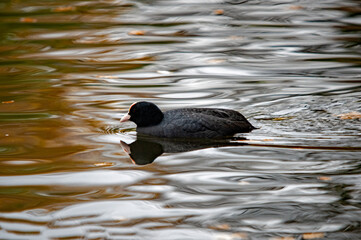Blässhuhn mit seiner Spiegelung im Teich