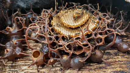 Detailed view of a bee hive with a fascinating spiral pattern, honeycomb cells, and small bees working on it. A natural marvel showcasing the precision of bee construction.