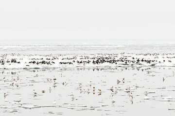 Serene coastal seascape with guillemot birds on calm misty shoreline horizon.