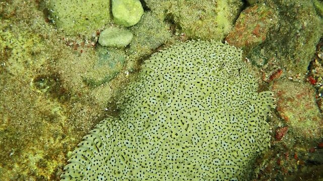 Flat fish or sand Moses sole (Pardachirus marmoratus), belongs to family Soleidae, it is common inhabitant of sandy and stone areas near coral reefs, has flat body and color adapts to bottom, Red Sea