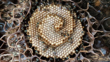 Detailed view of a bee hive with a fascinating spiral pattern, honeycomb cells, and small bees...