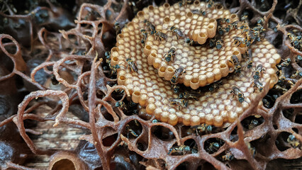 Detailed view of a bee hive with a fascinating spiral pattern, honeycomb cells, and small bees...