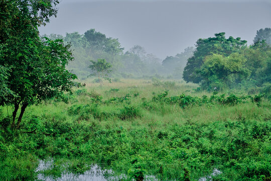 View of Manas tiger reserve forest in Assam, India