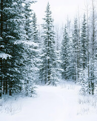 Snow-covered pine trees in a winter forest.