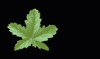 Illustration of Potentilla erecta leaf on black background. Tormentilla erekta, Potentilla lata, Potentilla tormentilla, tormentil, five-leafed stitch. Burren Strawberry leaf. Space for text.