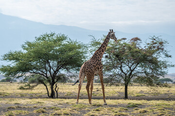 Fototapeta premium Large herd of giraffes is eating leaves under a tree, Ol Doinyo Lengai, Tanzania