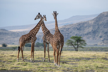 Large herd of giraffes is eating leaves under a tree, Ol Doinyo Lengai, Tanzania