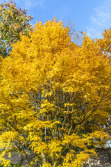 Beautiful bright yellow tree at autumn fall