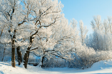 Winter wonderland landscape, snowy winter trees covered with ice and frost in sunny day. Wonderland winter forest