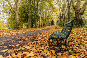 Bristol Saint George wheel park at autumn fall. Trees with loaf orange and yellow leaves