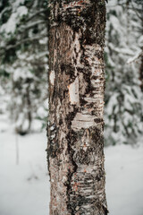 the texture of tree bark in a winter forest