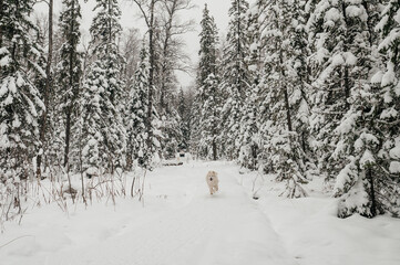 A white dog runs in the winter forest