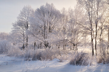 Winter landscape - frosted trees in the forest at the sunset with sunlight beams breaking through...