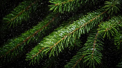 A tree branch covered in snow