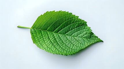 Obraz premium Green Leaf with Detailed Veins