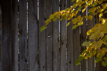 autumn leaves on wooden fence